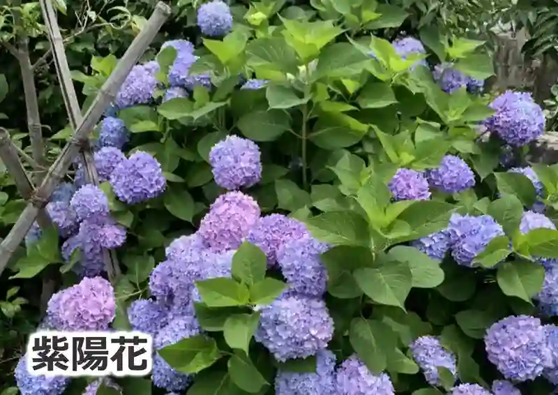 紫陽花