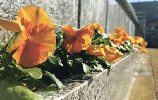 花の植え替え無料