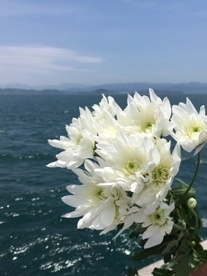 海と花		