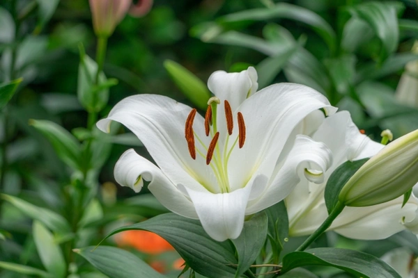 お彼岸におすすめの花は？選ぶときの注意点やお供えの仕方など徹底解説！