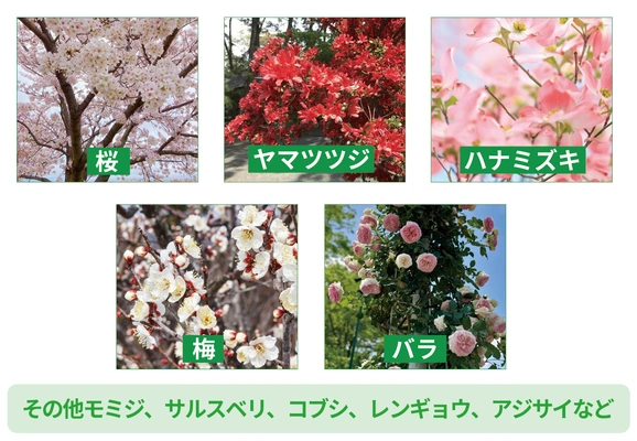 樹木葬で人気のシンボルツリー（桜・ヤマツツジ・ハナミズキなど