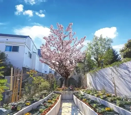 宗参寺 樹木葬『結いの桜』『優美の舞』の桜の樹木葬の風景