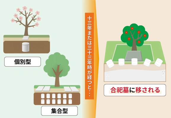 集合型・個別型樹木葬から合祀墓に移される様子を示した図解
