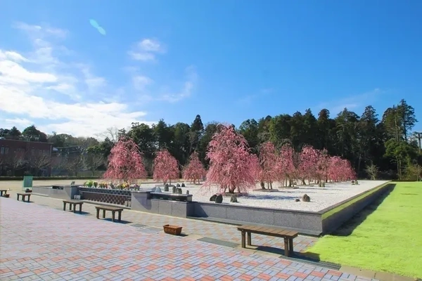 桜の木が植えられた樹木葬墓地の風景