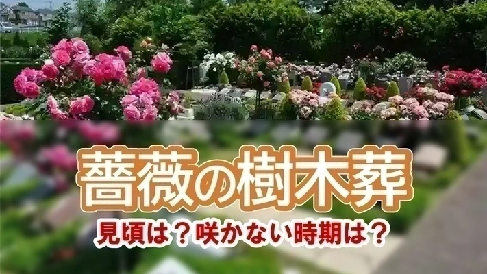バラの樹木葬の解説記事のアイキャッチ画像