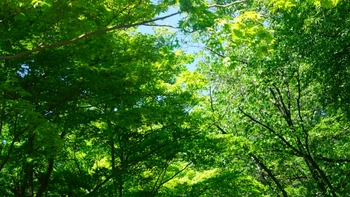 自然が広がる寺院墓地