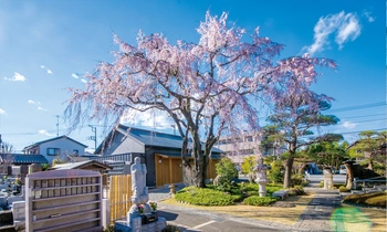 桜がきれいな寺院