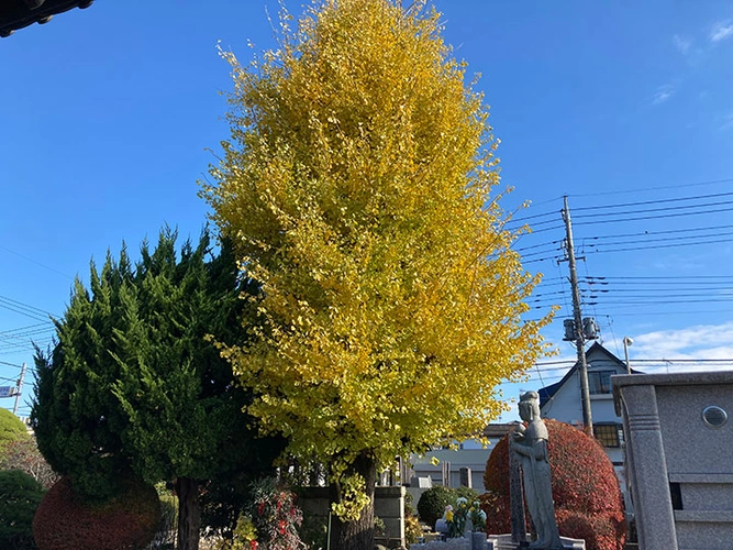 福徳寺 のうこつぼ 