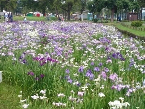 葛飾区 水元公園ともしびの郷 樹木葬