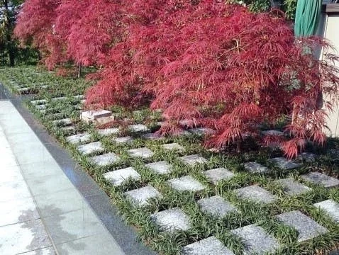 葛飾区 水元公園ともしびの郷 樹木葬