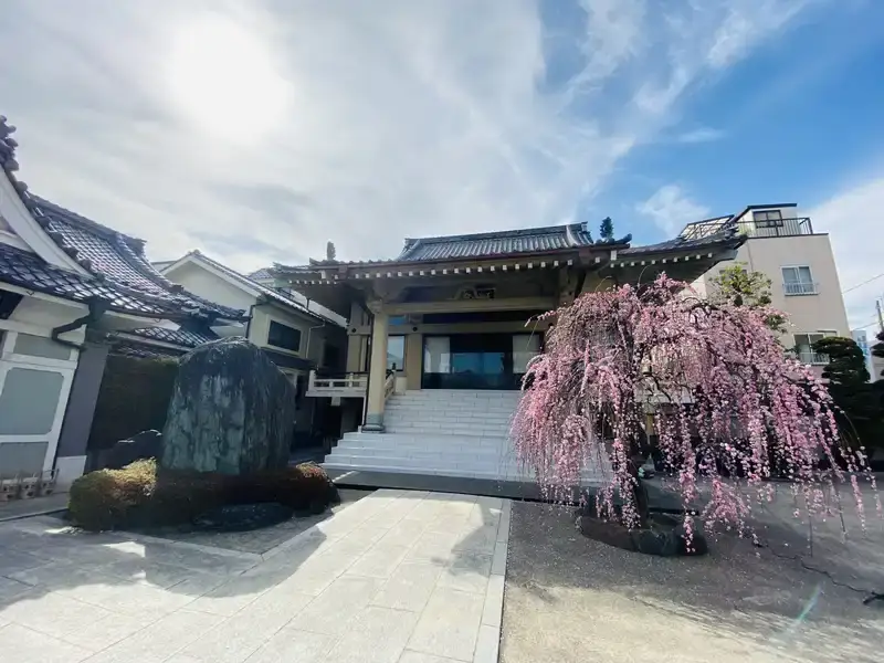 善徳寺 本堂と枝垂桜