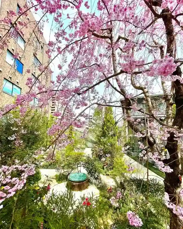 高輪庭苑 春には綺麗な桜が咲きます