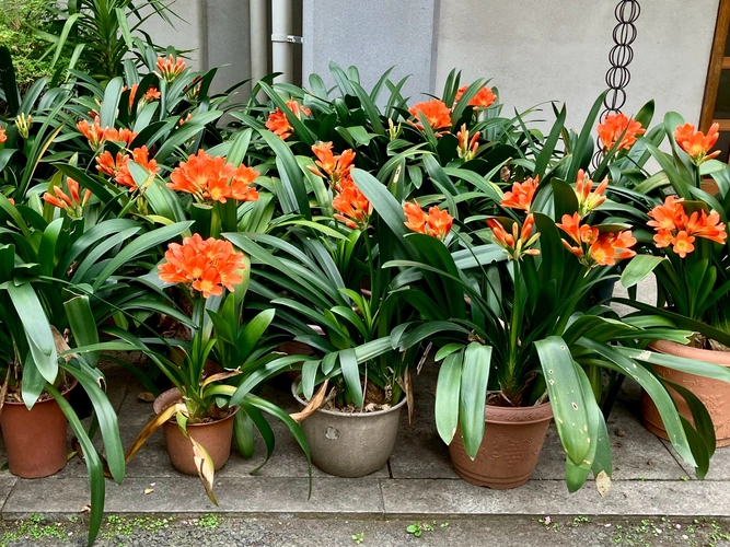 花岳院／港区芝大門御廟 