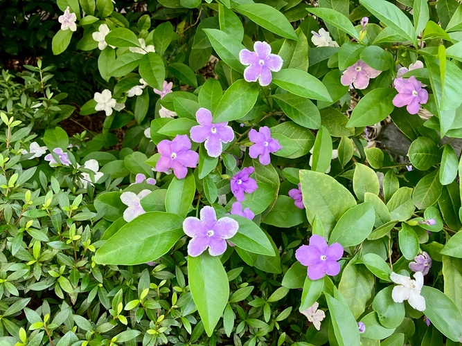 花岳院／港区芝大門御廟 