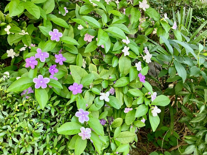 花岳院／港区芝大門御廟 