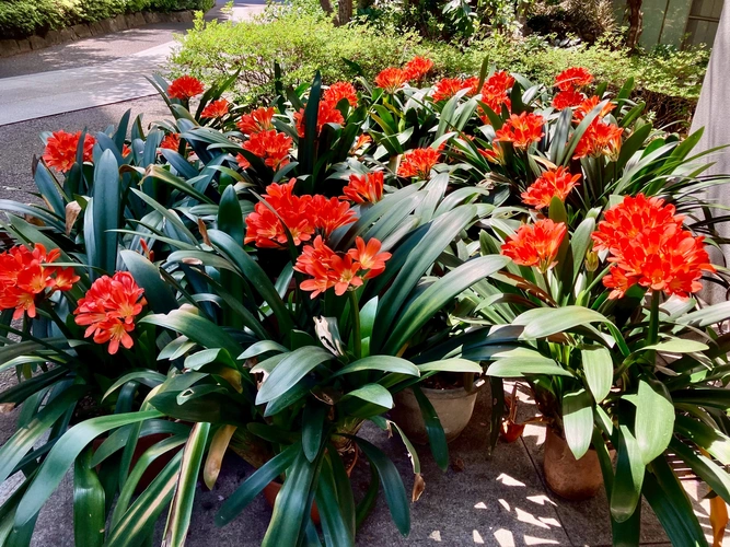 花岳院／港区芝大門御廟 