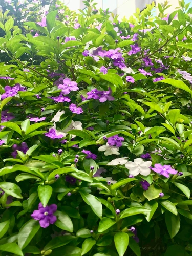 花岳院／港区芝大門御廟 