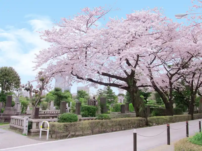 都立 青山霊園 春に咲く満開の桜