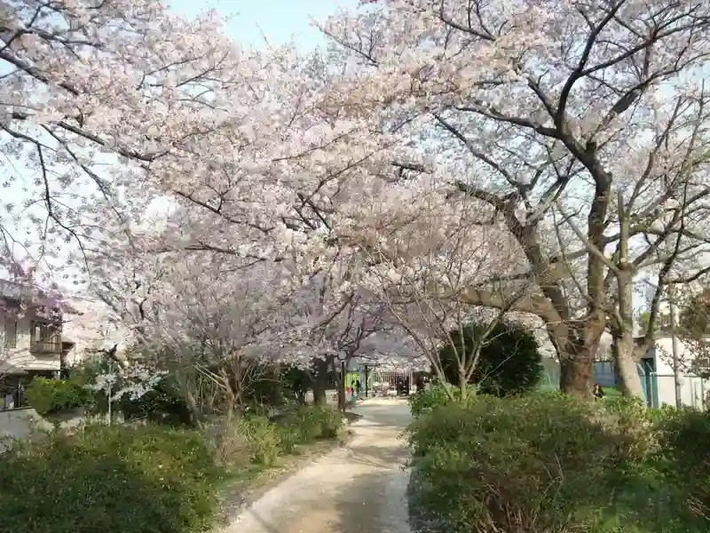 覚蔵寺 春に咲く満開の桜