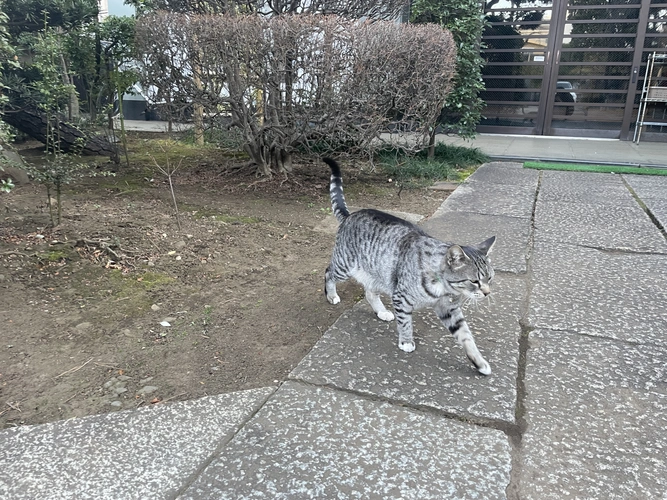 樹木葬「グリーンガーデン 松風」/福相寺 お寺の猫