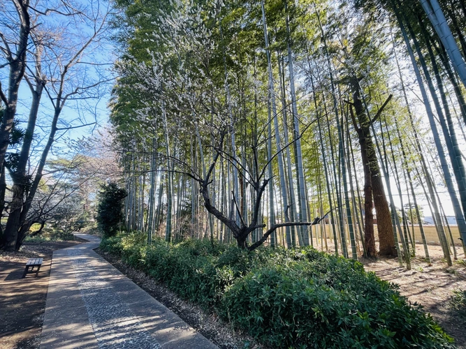 世田谷区 本覺山 妙壽寺