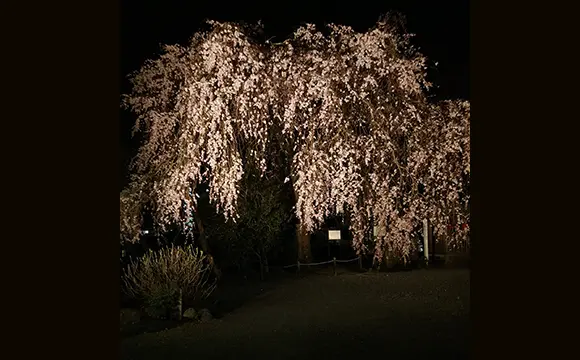 青梅を彩る美しい枝垂れ桜