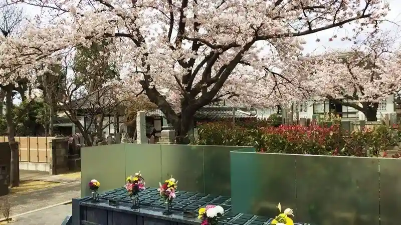 善應寺まほろばの庵 永代供養墓「足立祖房」 桜の時期の足立祖房