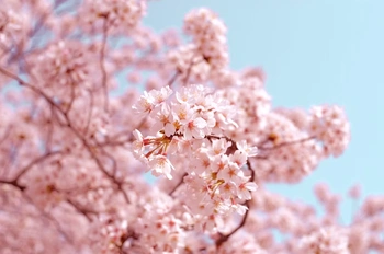 春の桜と休憩スペース