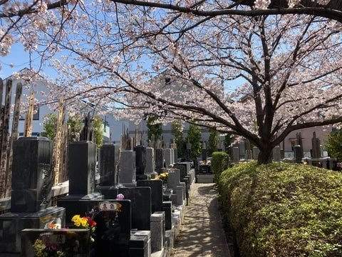 瑞応寺 桜がきれいな瑞応寺墓地