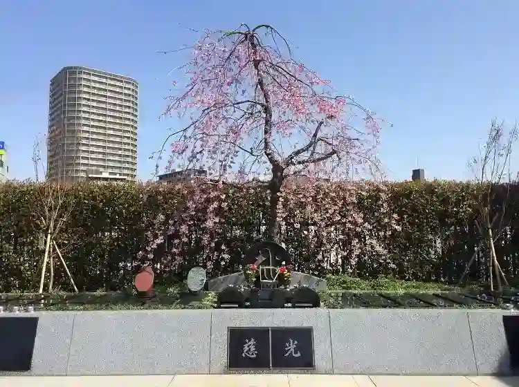 桜が特徴の樹木葬
