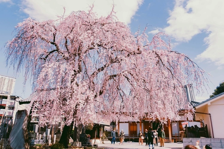 本堂前枝垂桜