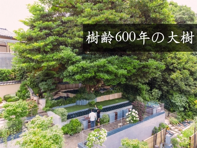 樹齢600年タブの木