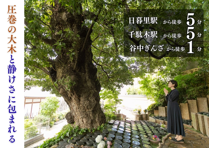谷中樹陵 久遠