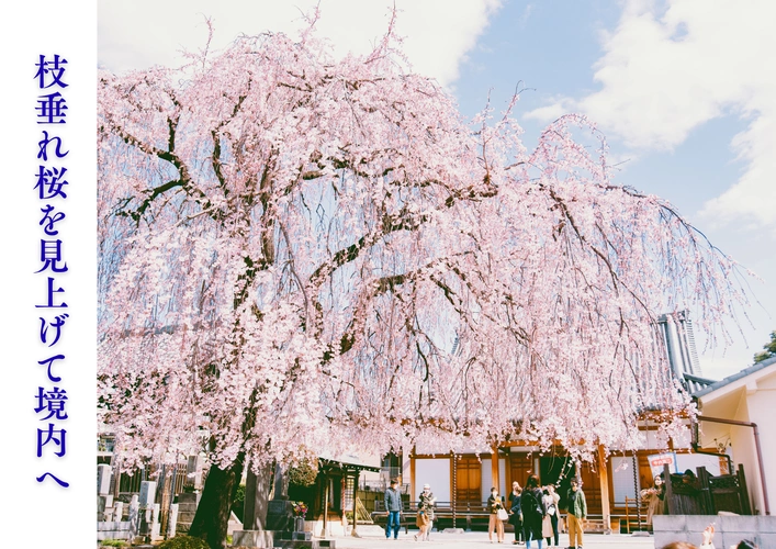 枝垂れ桜