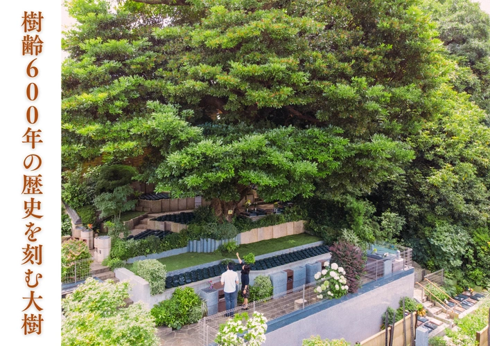 樹齢600年の大樹