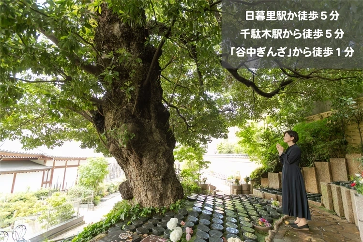 樹齢600年タブの木