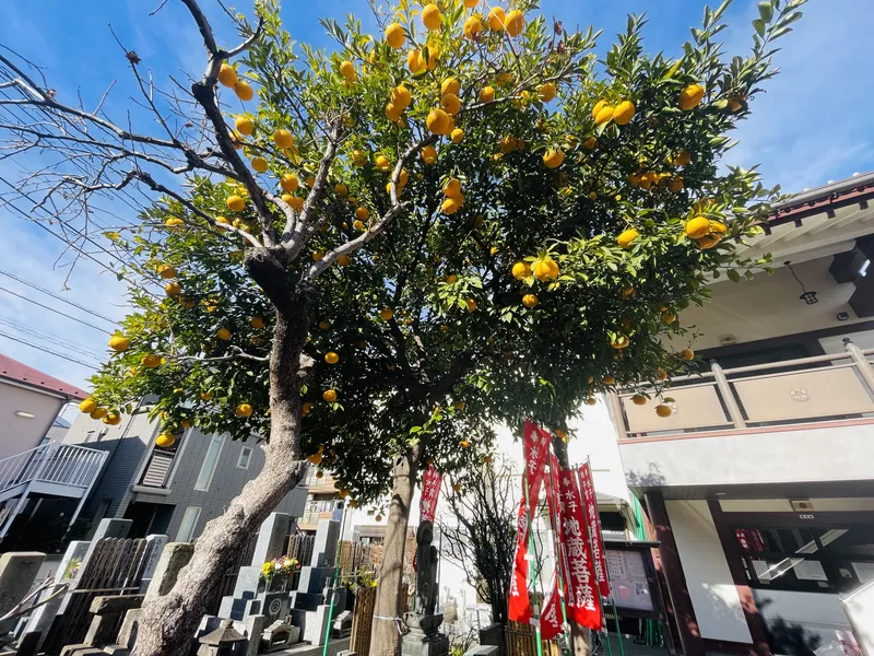 新照寺の訪問レポート2