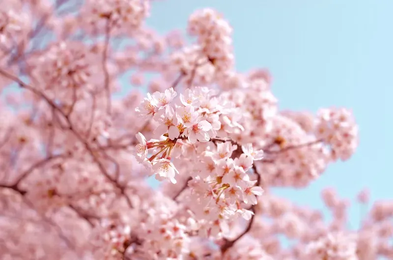 陽当たり良好、春には桜が彩る