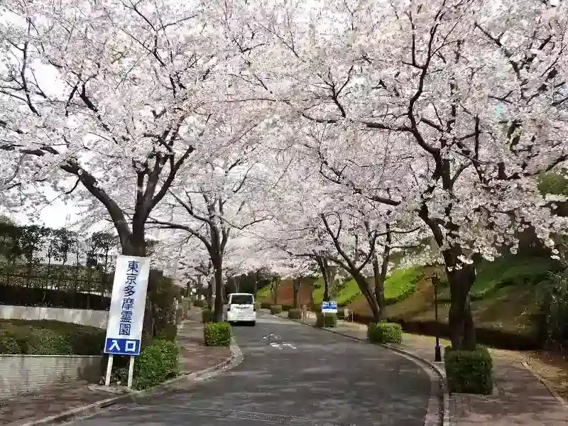 東京多摩霊園 春には満開の桜が彩ります