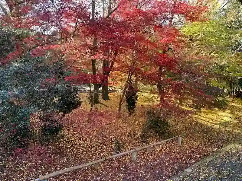 八王子高尾「光とガラスの花壇墓地」花ごころ 京都にいるかのような一面に広がる『秋の紅葉』