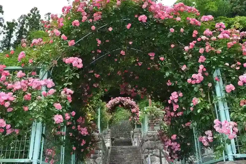 バラのアーチ