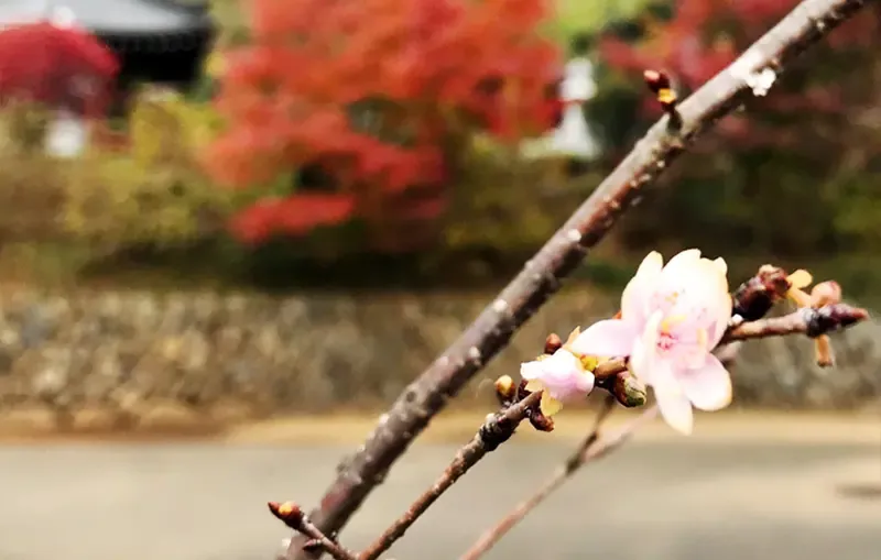 境内の桜