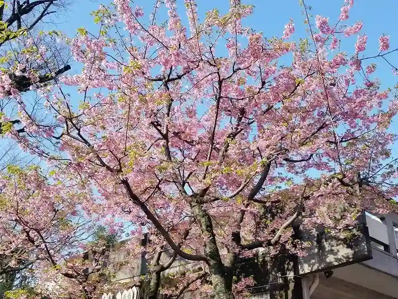 春には桜が綺麗に咲き誇ります