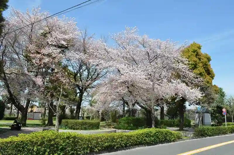 武蔵メモリアルコート 園の周りの桜