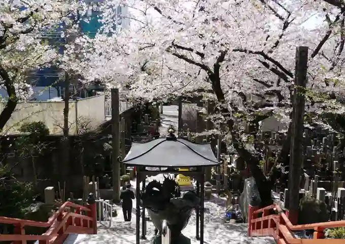 園内を彩る綺麗な桜