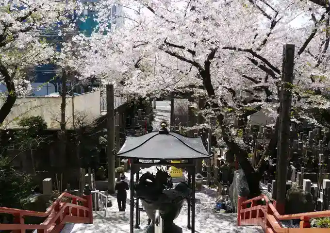 浄心寺 本郷さくら霊園 春に咲く綺麗な桜