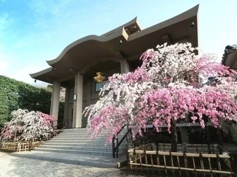 文京 小日向 本法寺 本堂