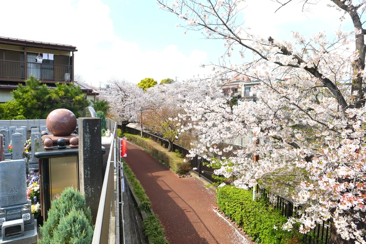 サニープレイス福寿園 樹木葬 霊園裏手の桜並木