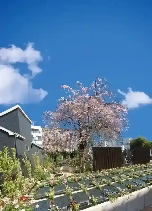 桜の木のもとで眠る庭園型樹木葬