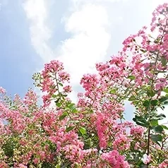 花木墓所